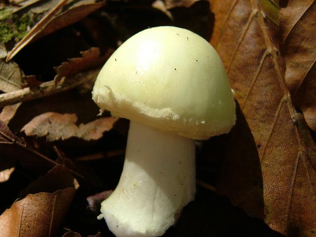 Amanita citrina False Death Cap Agaricale Images