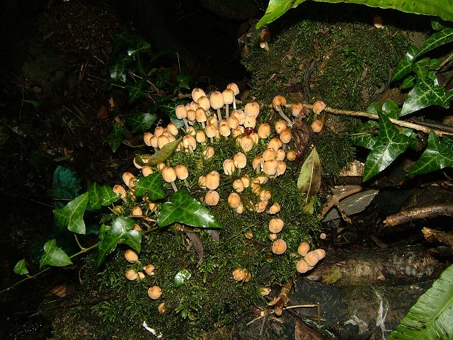 Coprinus micaceus Glistening Inkcap Agaricale Images
