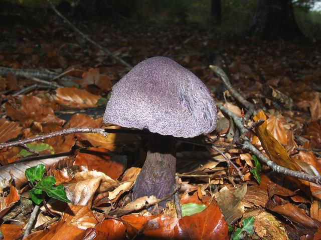 Cortinarius violaceus Violet Webcap Agaricale Images