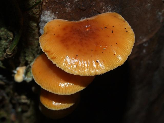 Flammulina velutipes Velvet Shank Agaricale Images