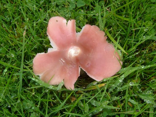 Hygrocybe calyptriformis Pink Wax Cap or Ballerina Agaricale Images