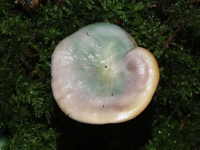 Hygrocybe psittacina Parrot Waxcap Agaricale Images