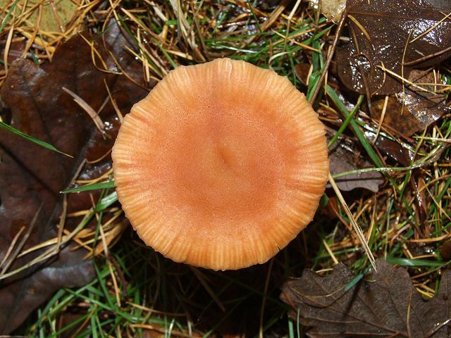 Laccaria laccata The Deceiver Agaricale Images