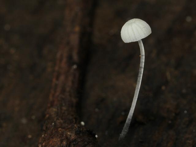 Mycena adscendens Frosty Bonnet Images