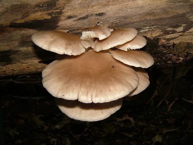 Pleurotus cornucopiae Branching Oyster Agaricale Images