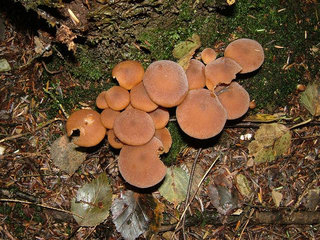 Psathyrella piluliformis Two toned Crumble Cap Agaricale Images