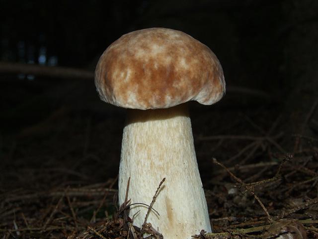 Boletus edulis Cep or Penny Bun Boletale Images