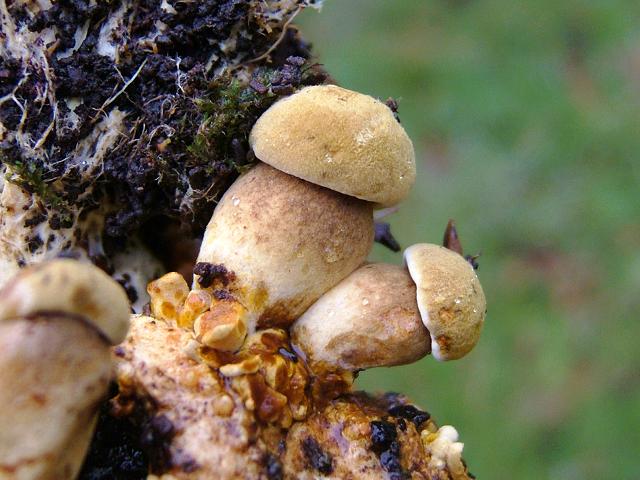 Boletus Pseudoboletus parasiticus Parasitic Bolete Boletale Images