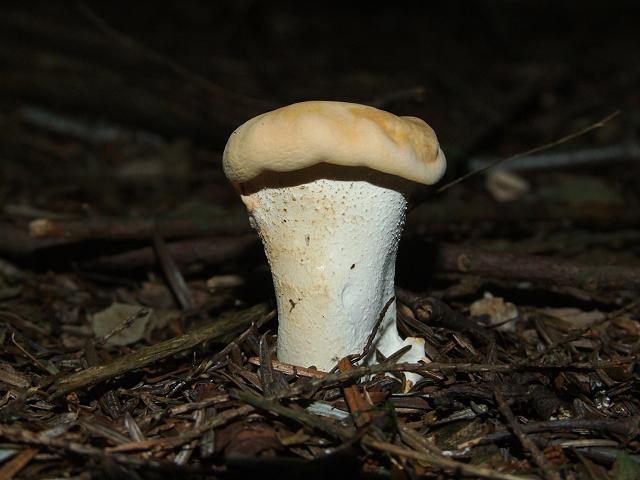 Hydnum repandum Hedgehog Fungus Cantharellale Images