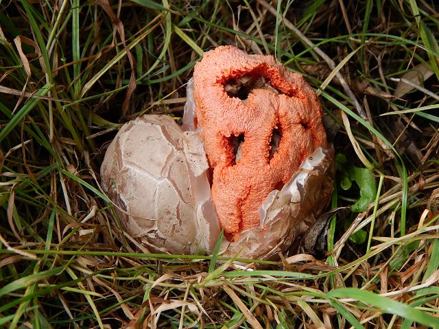 Clathrus ruber Red Cage Latticed Basket Stinkhorn Images
