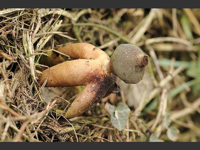 Geastrum fornicatum Arched Earthstar Geastrale Images