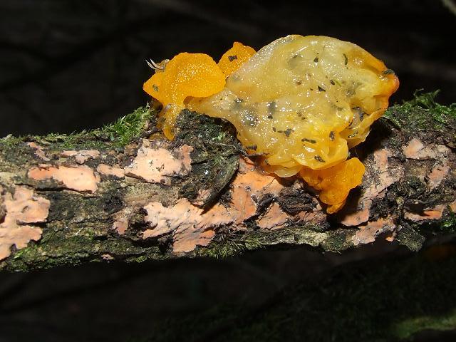Tremella mesenterica Yellow Brain Fungus Heterobasidiomycetes Basidiomycota Images
