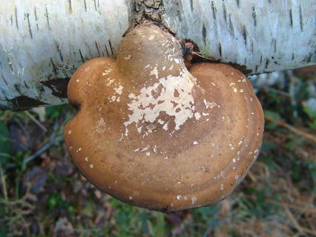 Piptoporus betulinus Birch Polypore or Dung Canon Polyporale Images