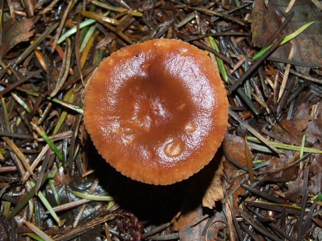 Lactarius hepaticus Liver Milkcap Russulale Images