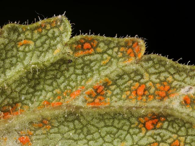 Coleosporium tussilaginis Rust Fungus Pucciniomycota Images
