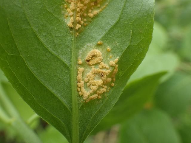 Melampsora euonymi-caprearum Willow Rust fungus on Euonymus europaeus European spindle Pucciniomycota Images