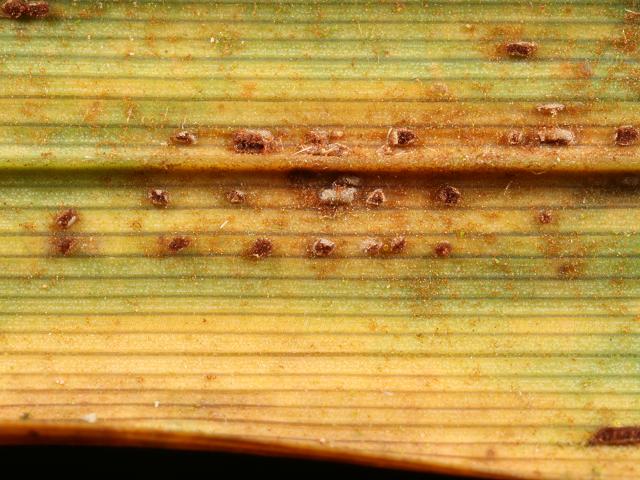 Puccinia caricina var ribesii pendulae Rust Fungus Pucciniomycota Images