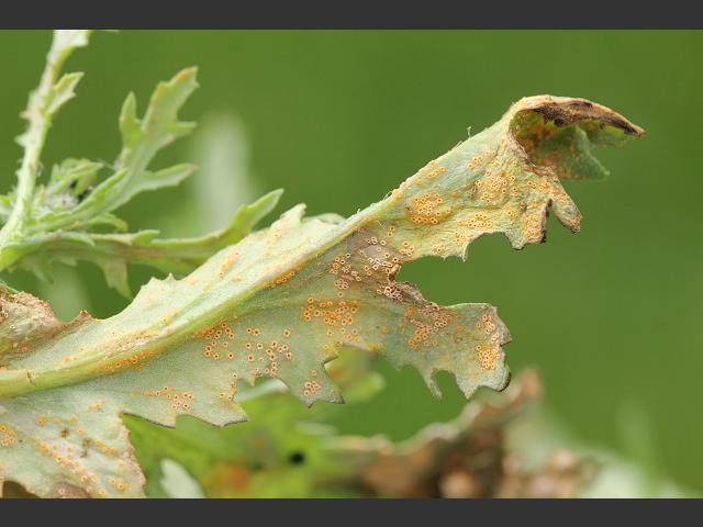 Puccinia lagenophorae Cineraria Rust Pucciniomycota Images