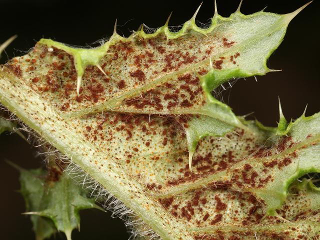 Puccinia punctiformis Thistle Rust Pucciniomycota Images