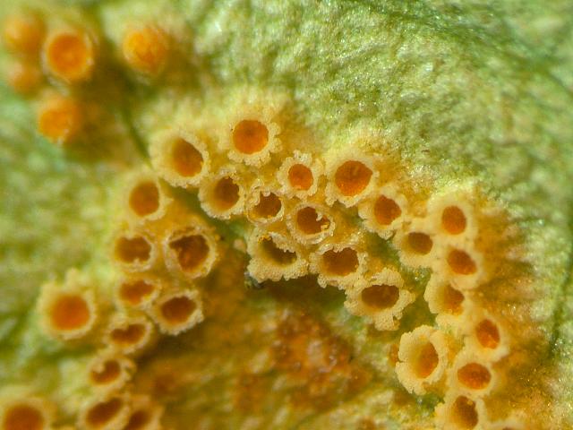 Puccinia sessilis Ramson and Arum Rust Pucciniomycota Images