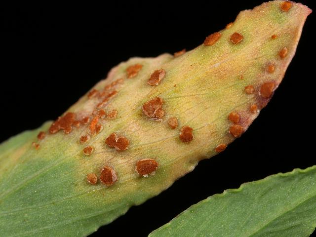 Uromyces polygoni-avicularis Knotgrass Rust Pucciniomycota Images