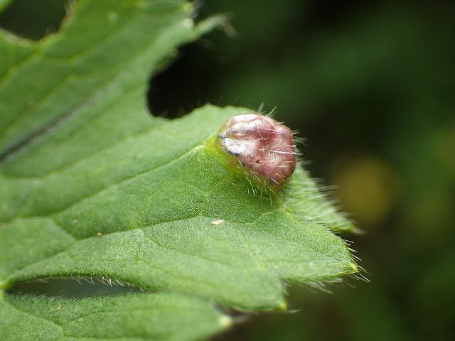 Urocystis ranunculi Smut Fungus Pucciniomycota Images