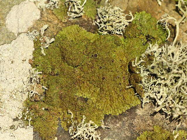 Anaptychia runcinata A Lichen The Lichen Image Gallery