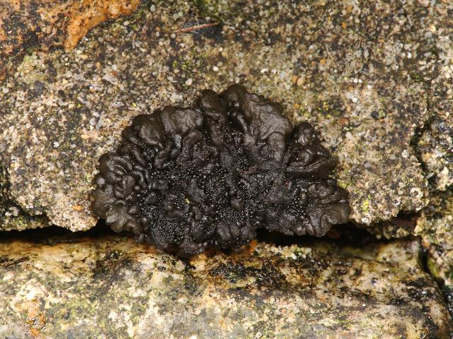 Collema auriforme Jelly Lichen Collemataceae Images