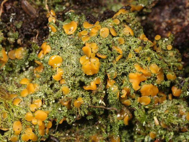 Dimerella lutea Lichen Images