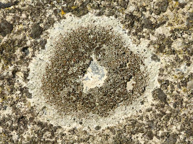 Lecanora campestris Lichen Images
