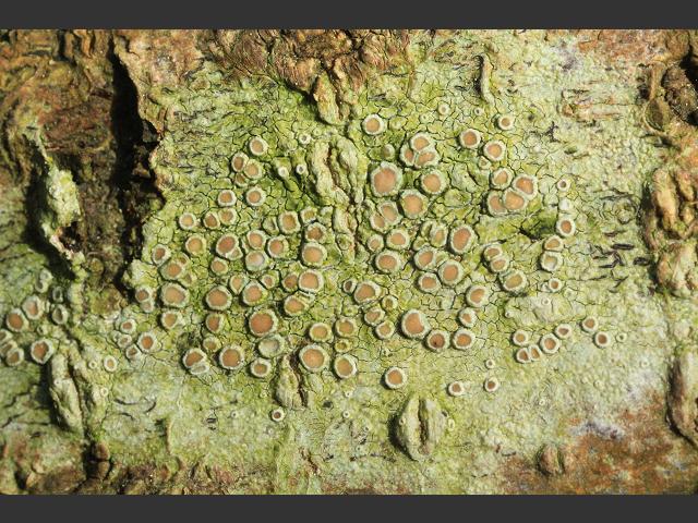 Lecanora chlarotera Lichen Images