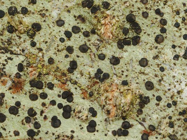Lecidella elaeachroma Lichen Images