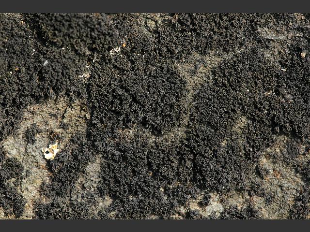 Lichina pygmaea Black Lichen
