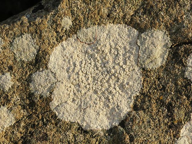 Ochrolechia parella Parelle The Lichen Image Gallery