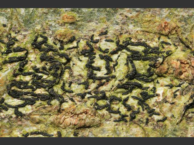 Opegrapha species Lichen Images