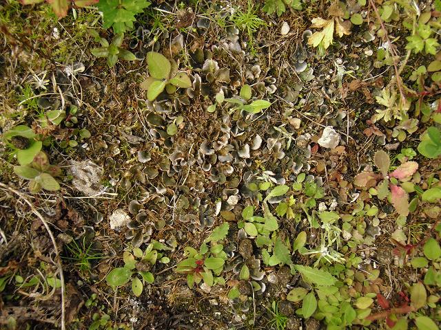 Peltigera didactyla Alternating Dog Lichen The Lichen Image Gallery