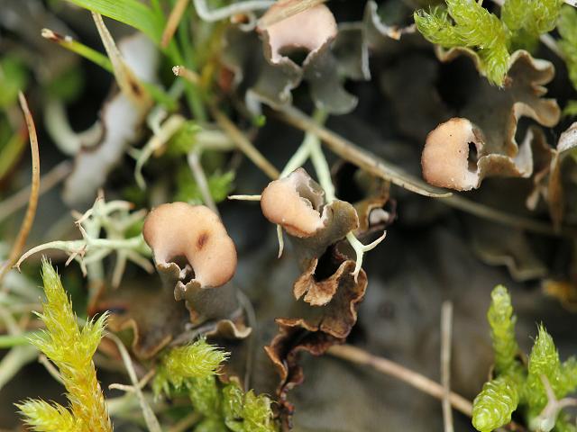 Peltigera rufescens Field Dog Lichen The Lichen Image Gallery
