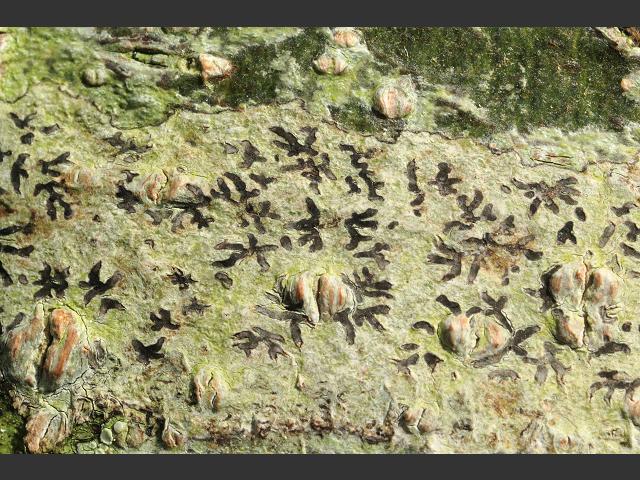 Phaeographis dendritica Lichen Images
