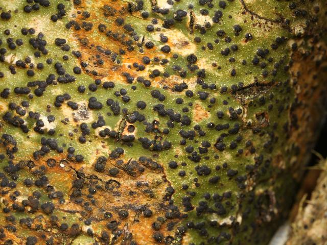 Pyrenula macrospora A Lichen The Lichen Image Gallery