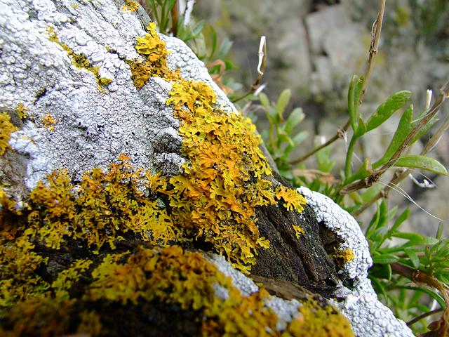 Xanthoria aureola Lichen Images