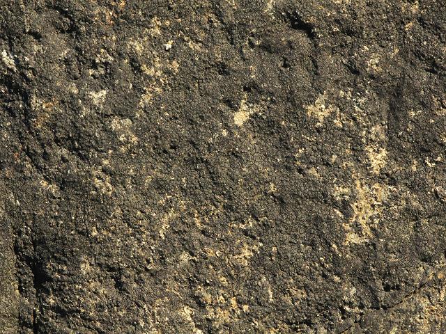 Verrucaria maura synonym Hydropuntaria maura Black Tar Lichen The Lichen Image Gallery