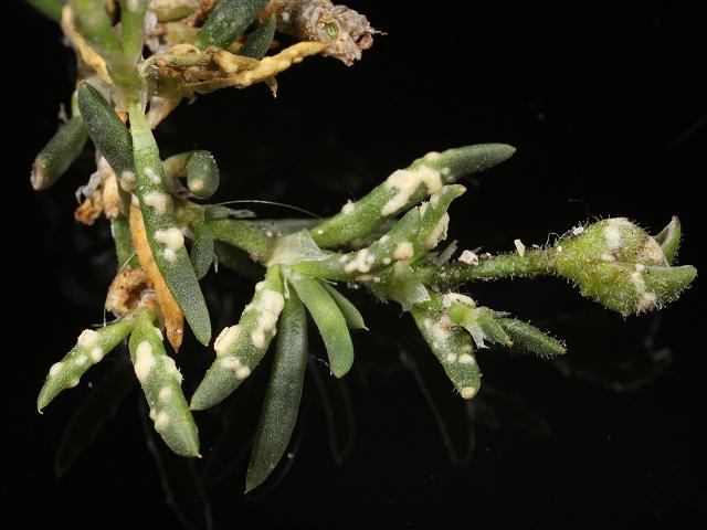 Albugo lepigoni Spergularia rupicola White Rust Oomycetes Oomycota Images
