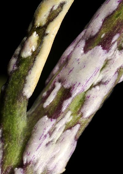 Water Moulds and Downy Mildews Oomycetes Fungi Images UK