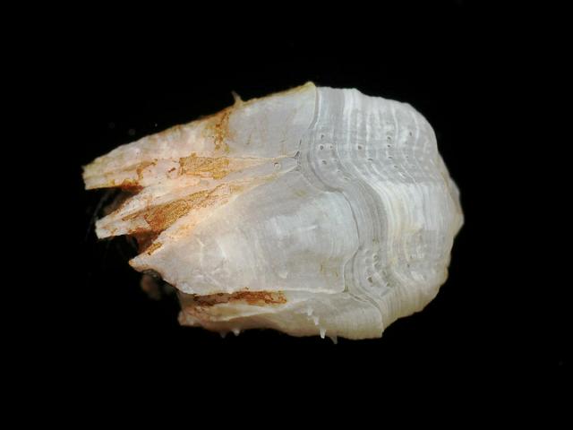Acasta spongites Sponge Barnacle Dysidea fragilis Images