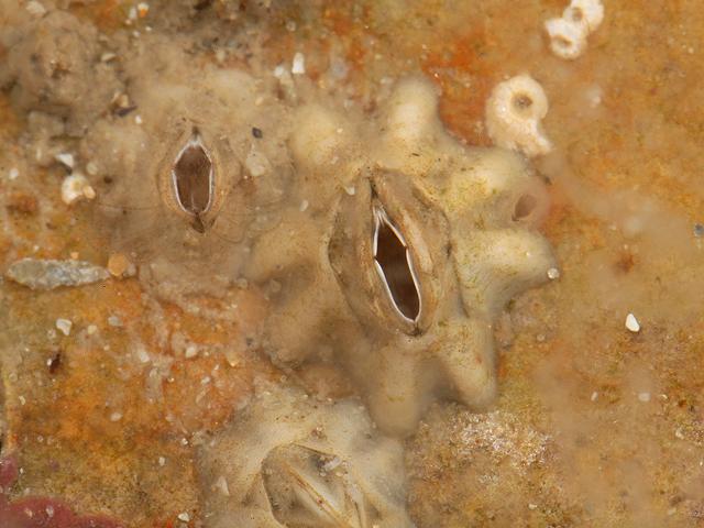 Austrominius modestus Elminius Australasian or Darwins barnacle images