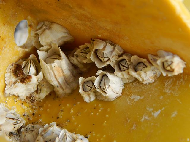 Balanus crenatus An Acorn Barnacle Barnacle Images