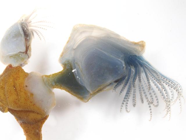 Dosima fascicularis Buoy Barnacle