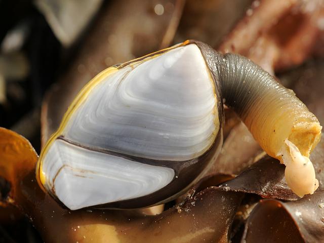 Lepas anatifa anatifera Common Smooth goose neck or Ship barnacle Images