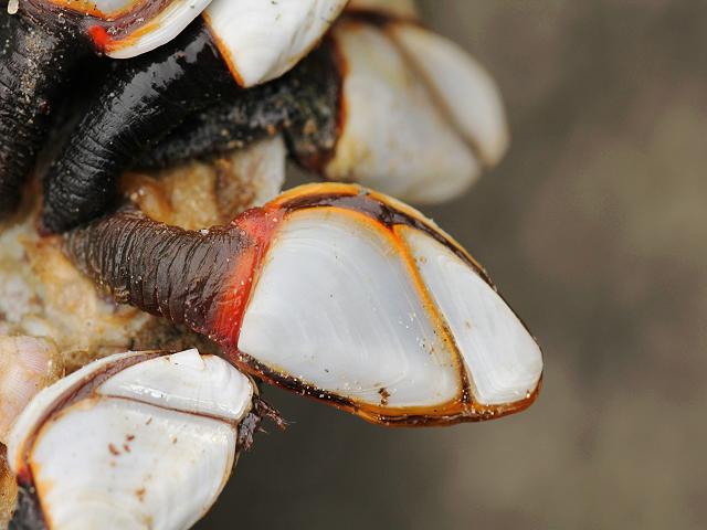 Lepas Anatifa hillii Goose Barnacle or Goose neck Barnacle Images