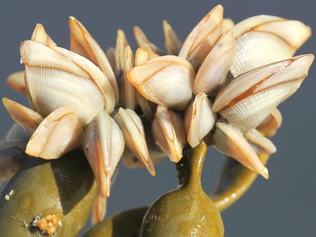 Lepas Anatifa pectinata Goose neck stalked Barnacle Images